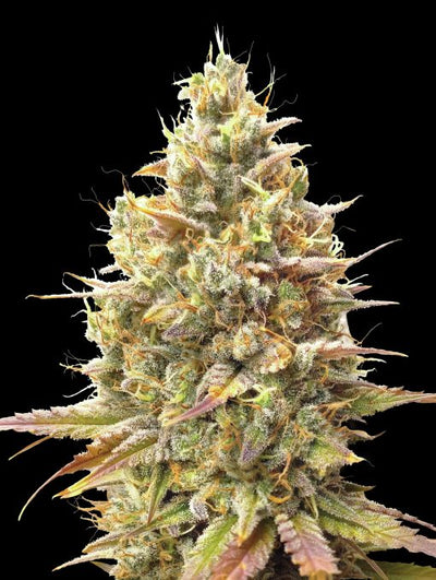 Auto Strawberry Banana