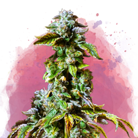 Durban Poison Femminilizzata