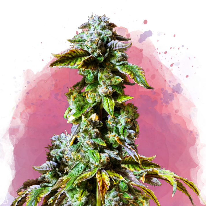 Durban Poison Femminilizzata