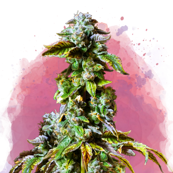 Durban Poison Femminilizzata