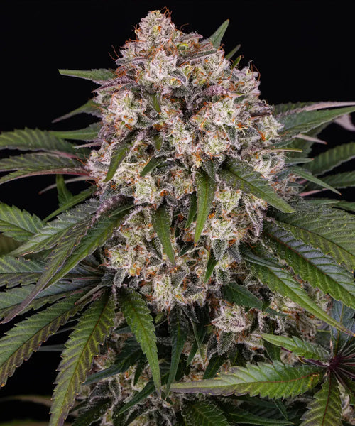 OG Kush Auto