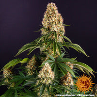 Orange Sherbert Strain
