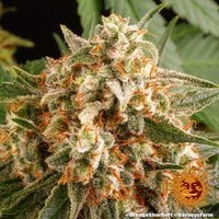 Orange Sherbert Strain