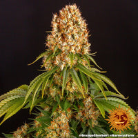 Orange Sherbert Strain