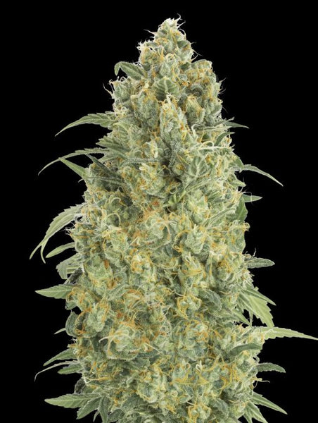 Auto Strawberry Gum