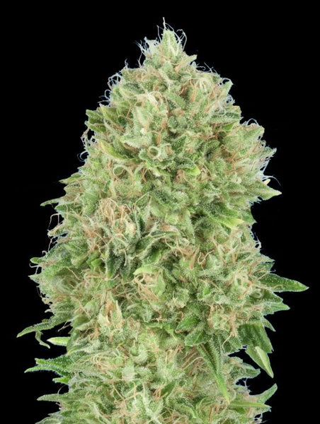 Pineapple Glue