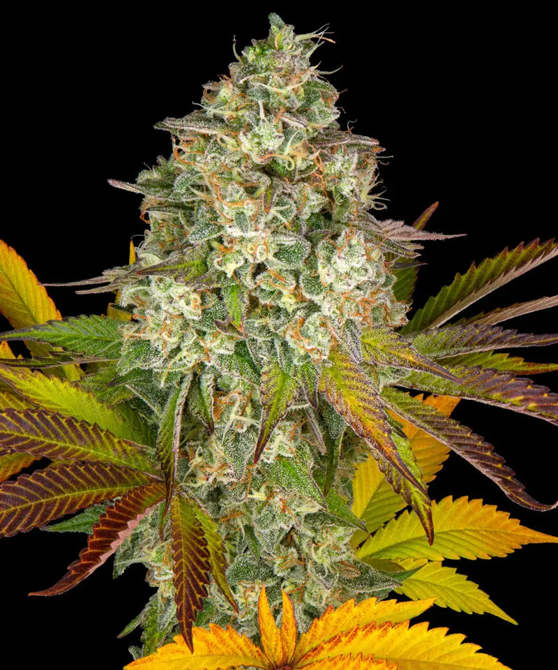 Cookies Kush Auto Strain