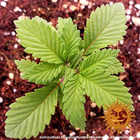Laughing Buddha Strain