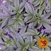 Laughing Buddha Strain