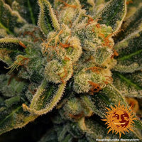 Laughing Buddha Strain