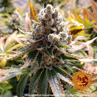 Laughing Buddha Strain