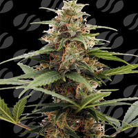 Orange Ooze Strain