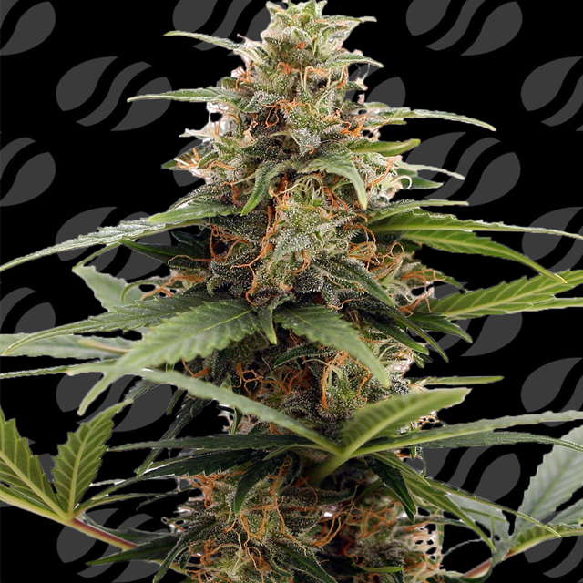 Orange Ooze Strain