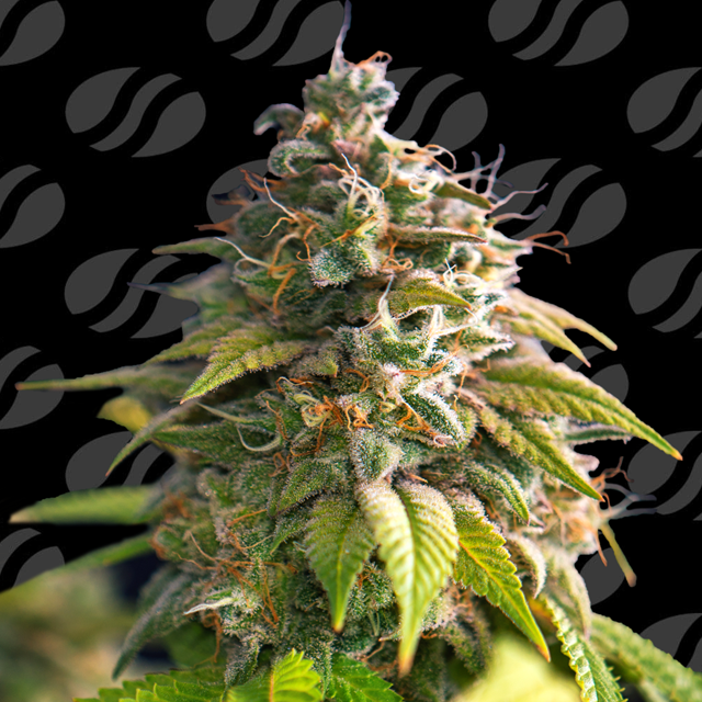 Citrus Slurp Strain