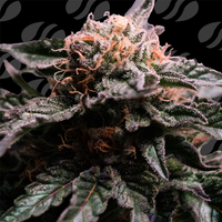 Banana Fumes Strain