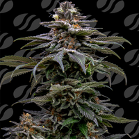 Purple Overload Strain