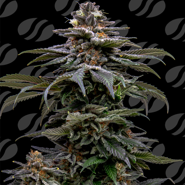 Purple Overload Strain