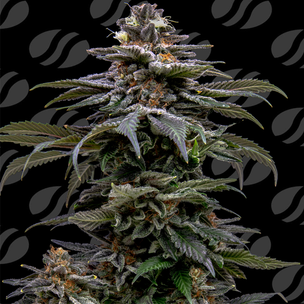 Purple Overload Strain
