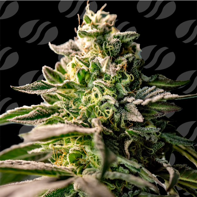 Zingatsu Strain