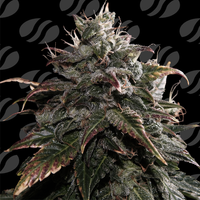 Papaya Stank Strain