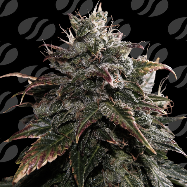 Papaya Stank Strain