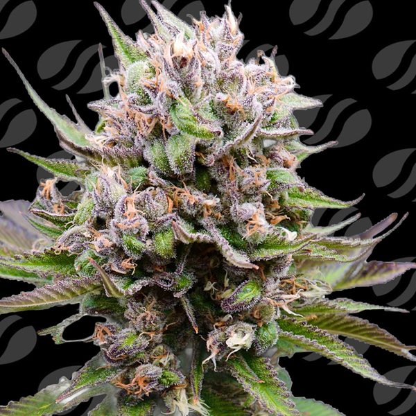 Auto Cotton Berry Rush Strain