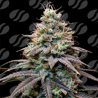 FumePop Auto Strain