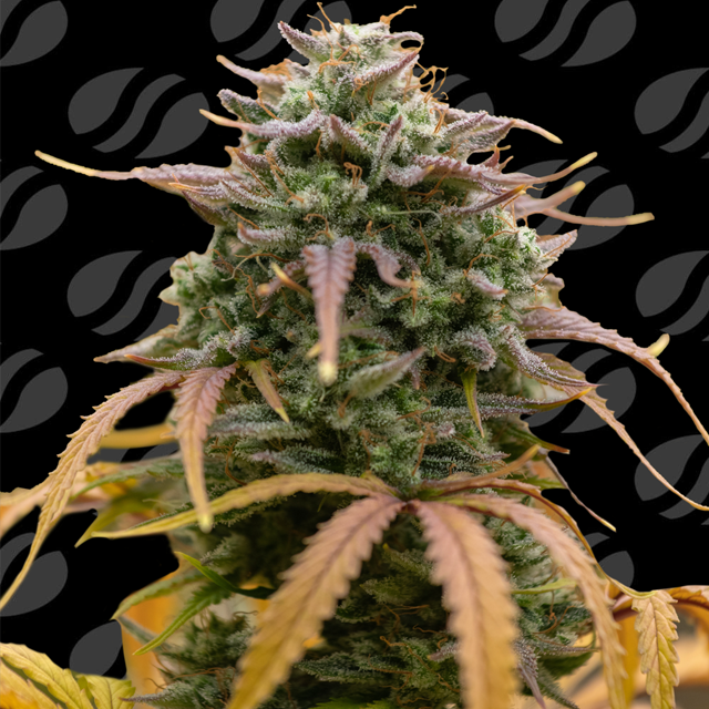 Pineapple Pulse Auto Strain