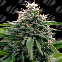 Creamzilla Auto Strain