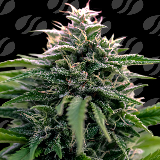 Creamzilla Auto Strain
