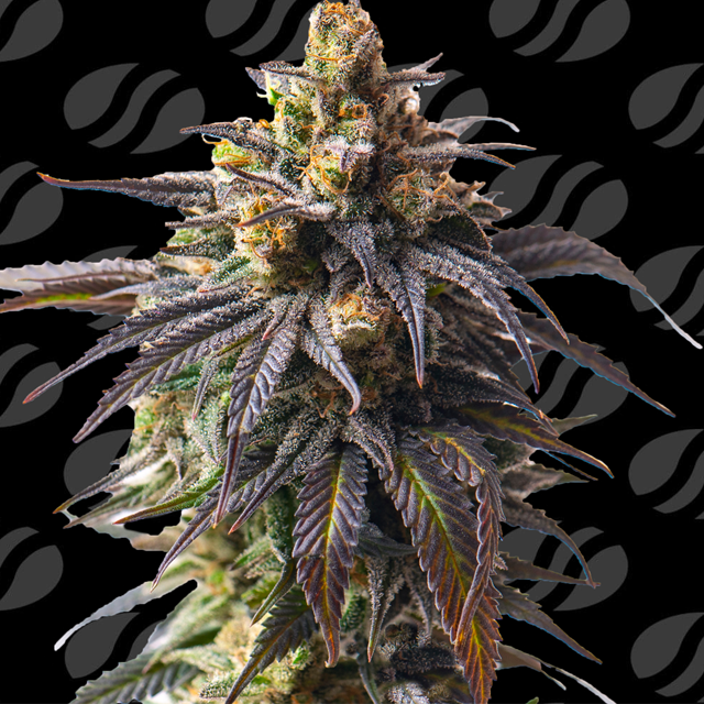 Auto Velvet Drip Strain