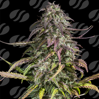 Melon Mosh Auto Strain