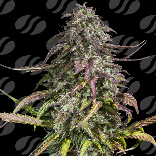 Melon Mosh Auto Strain