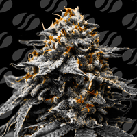 Auto Twilight Zlush Strain