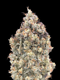 Auto Watermelon OG