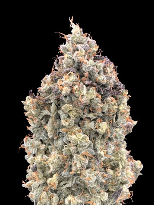 Auto Watermelon OG