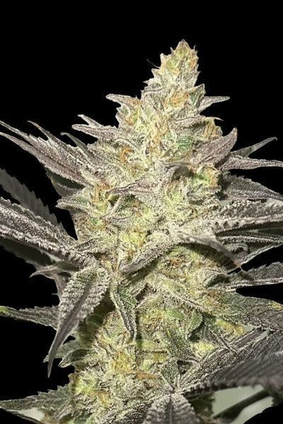 Rainbow Sherbet #11