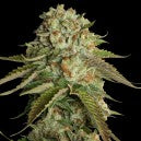 Kosher Dawg