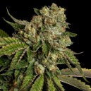 Kosher Dawg
