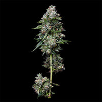 Kosher Dawg
