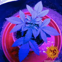 Triple Cheese Strain