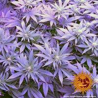 Triple Cheese Strain