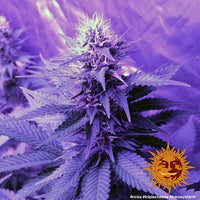 Triple Cheese Strain