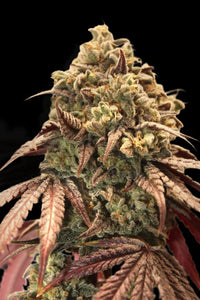 Auto Zerealz Milk