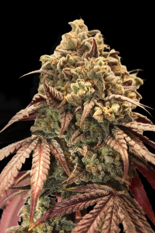 Auto Zerealz Milk