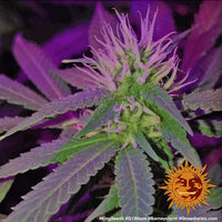 G13 Haze Strain