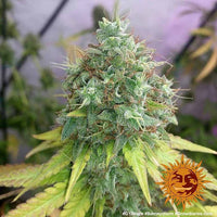 G13 Haze Strain