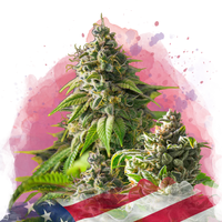 Girl Scout Cookies femminizzati