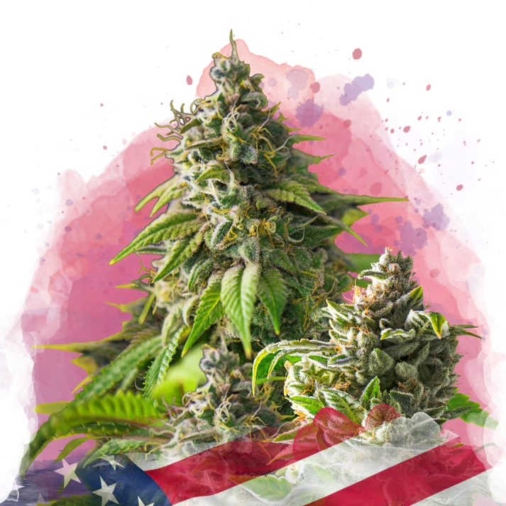 Girl Scout Cookies femminizzati