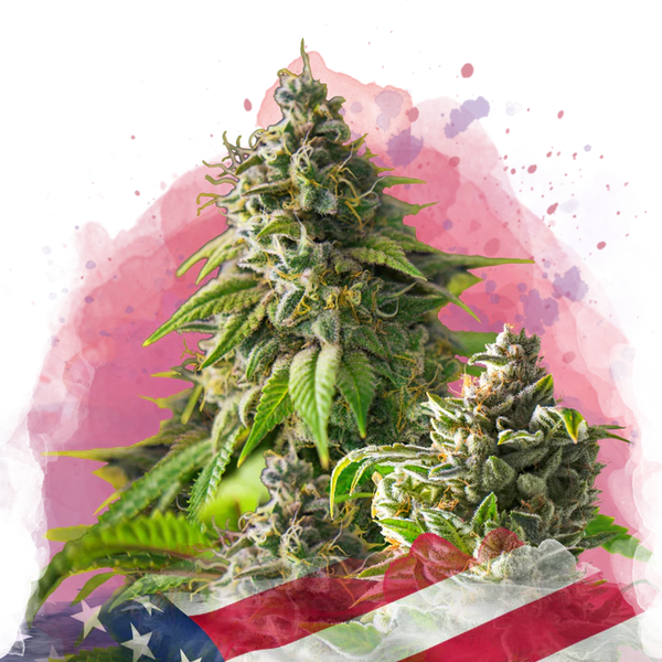 Girl Scout Cookies femminizzati